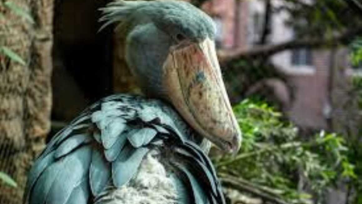 Shoebill Stork Sound What Does This Rare Bird Really Sound Like?