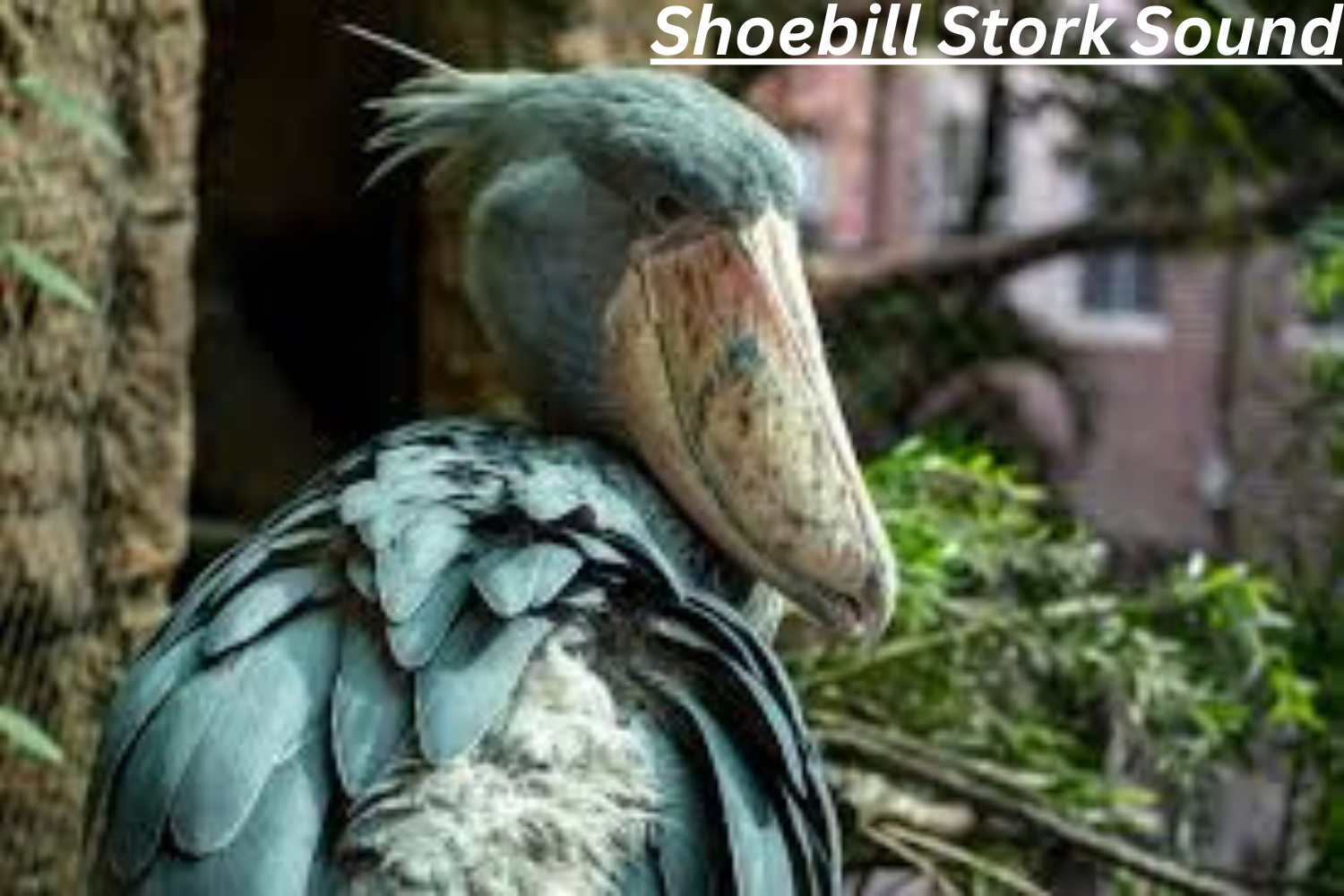 Shoebill Stork Sound